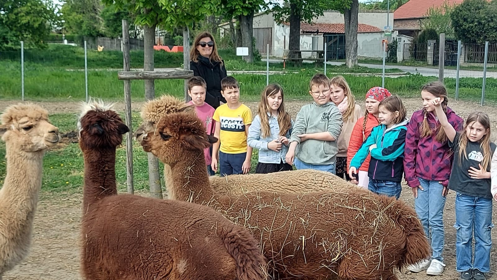 Besuch im Alpaka-Gehege der Familie Brauneder